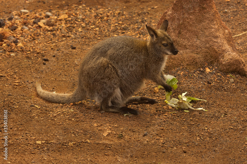 The Parma wallaby (Macropus parma).