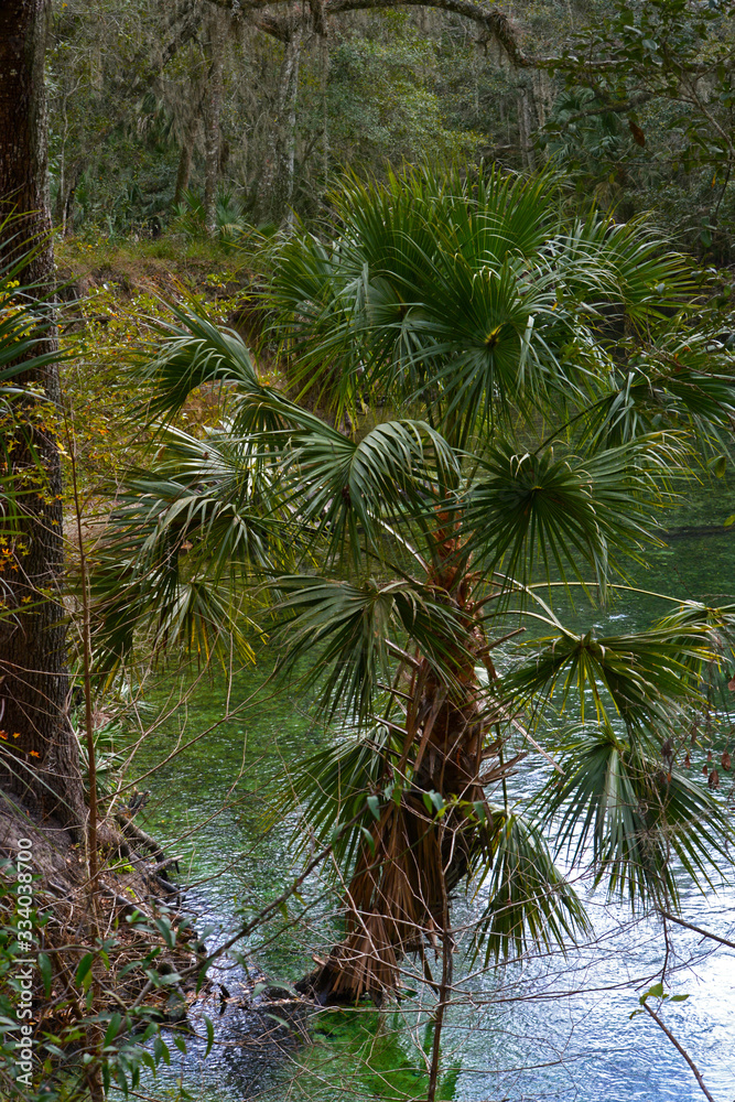 Florida palm tree growing on bank partially submerged in freshwater spring Florida palm tree growing on bank partially submerged in freshwater spring