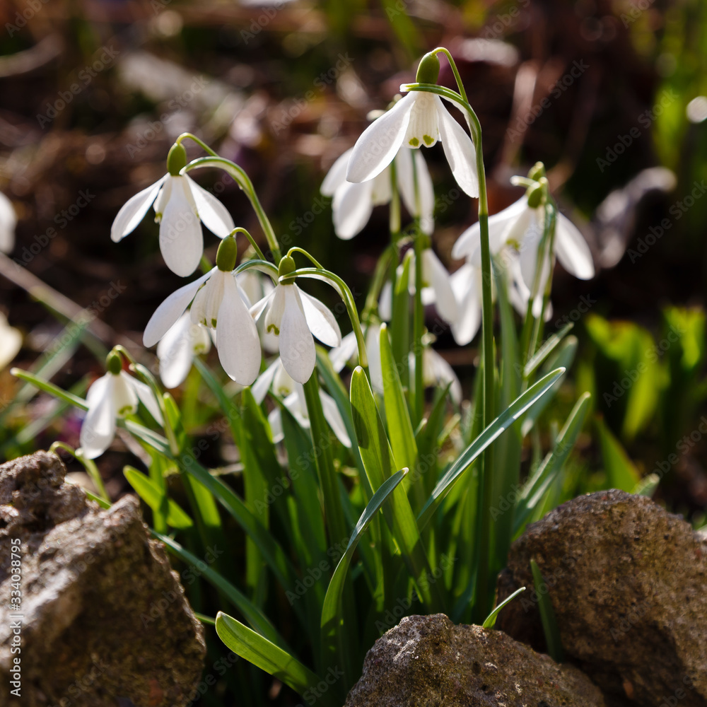 Snowdrop or common snowdrop (Galanthus nivalis) flowers Snowdrop or common snowdrop (Galanthus nivalis) flowers