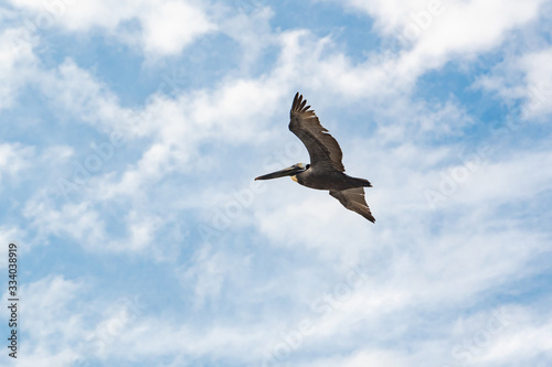 Brown Pelican flying high in sky over ocean at Jekyll Island Georgia.