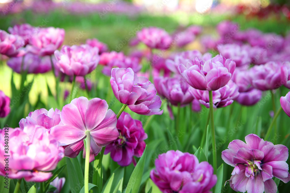Purple with white stripes tulips in the spring garden Purple with white stripes tulips in the spring garden