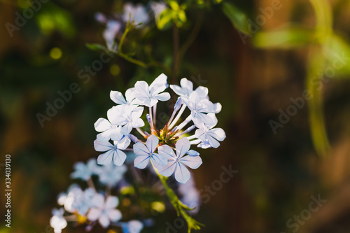 close-up of blue plumbage flowers hanging on a fence photo