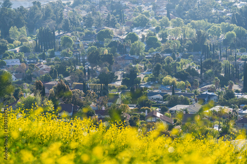 Wildflowers and suburban st...