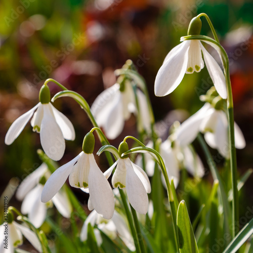 Flowers of snowdrop on a Sunny spring day. Сommon snowdrop (Galanthus nivalis) flowers in natural green background. 