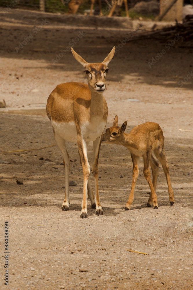 The goitered or black-tailed gazelle (Gazella subgutturosa) in Zurich zoo. The goitered or black-tailed gazelle (Gazella subgutturosa) in Zurich zoo.