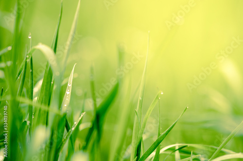 natural floral background, green grass in beautiful yellow light.