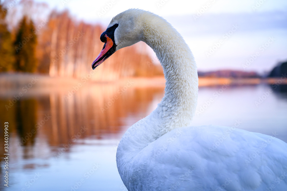 Fototapeta premium Beautiful white swan in closeup in the lake during colourful sunrise