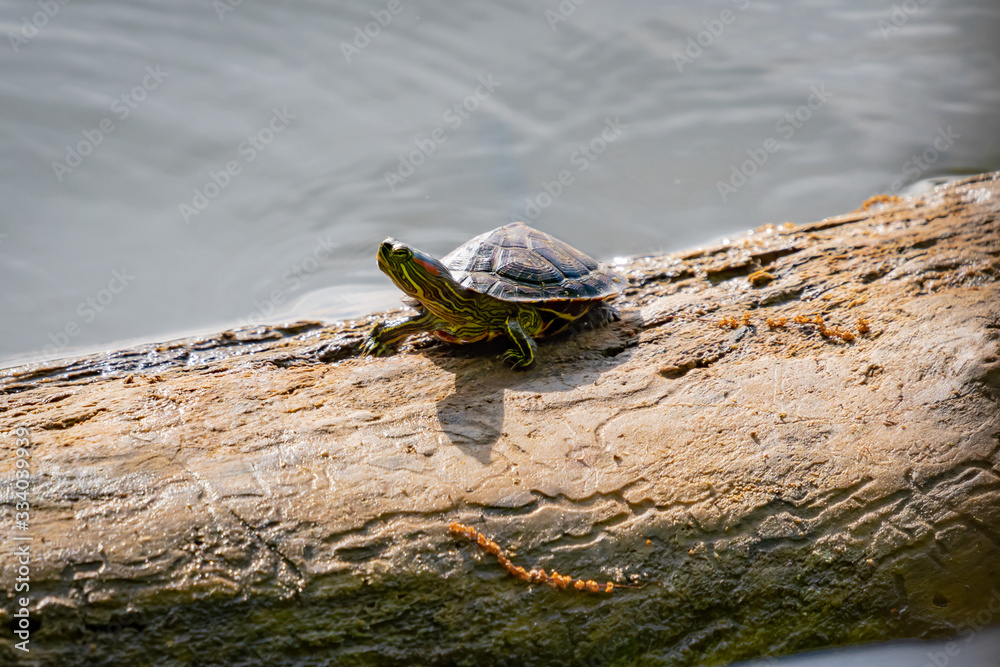 Yellow Bellied Slider Turtle at Okefenokee wetlands swamp in Georgia. Yellow Bellied Slider Turtle at Okefenokee wetlands swamp in Georgia.