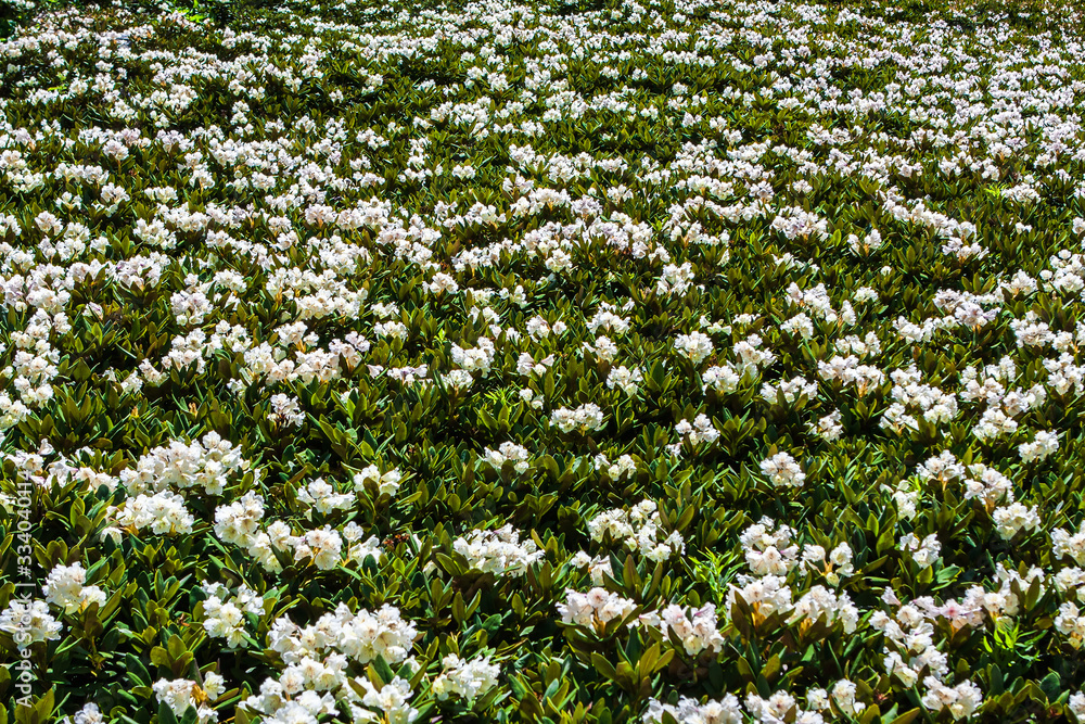 Vast growths of Rhododendron caucasicum in white bloom in Caucasus mountains on sunny day. Flower nature background.