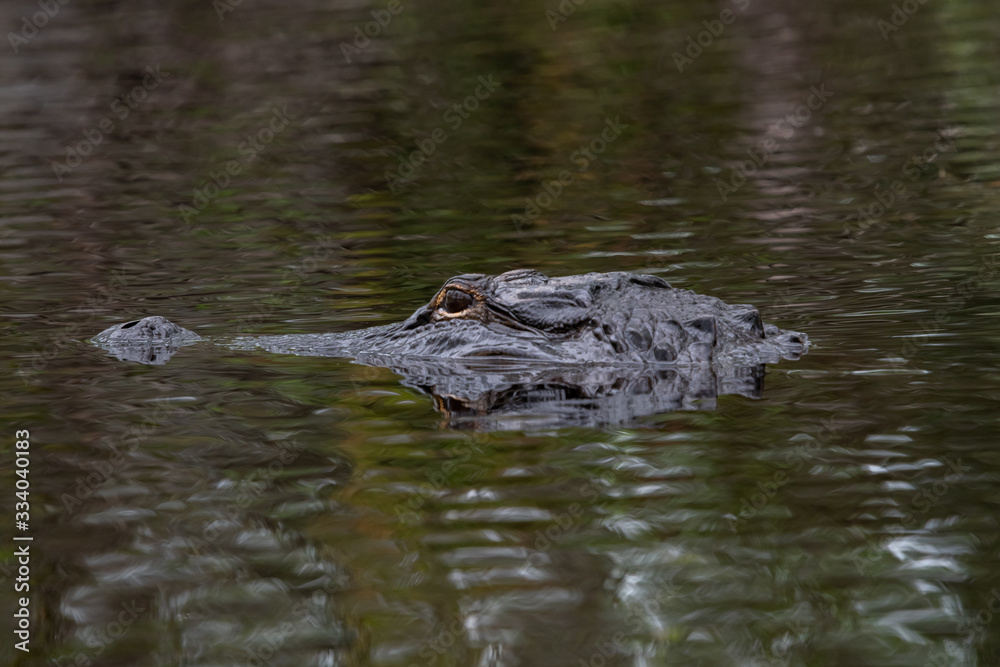 American Alligator in water at Okefenokee swamp habitat in Georgia. American Alligator in water at Okefenokee swamp habitat in Georgia.