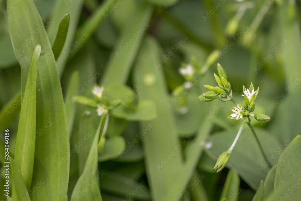 Obraz premium Being small doesn't mean you cannot have everything