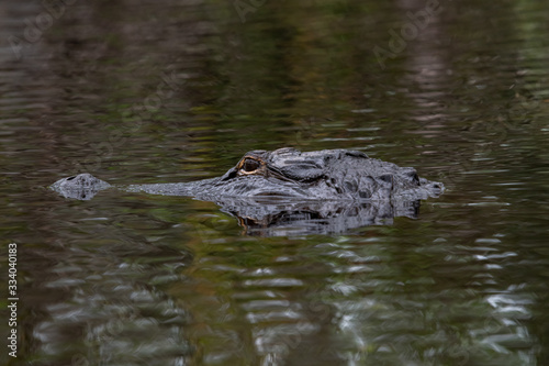 American Alligator in water at Okefenokee swamp habitat in Georgia.