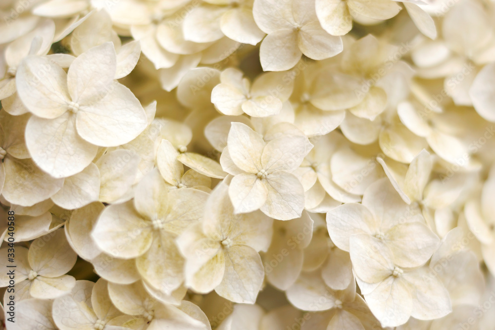 Hydrangea Background. White flowers. Natural floral concept. Botanical flowering background. Selective focus image. Copy space. Hydrangea Background. White flowers. Natural floral concept. Botanical flowering background. Selective focus image. Copy space.