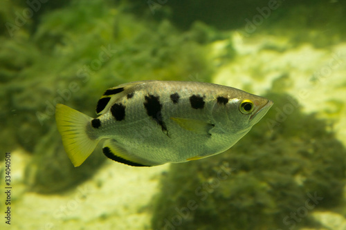 The common archerfish, seven-spot archerfish, largescale archerfish (Toxotes chatareus).