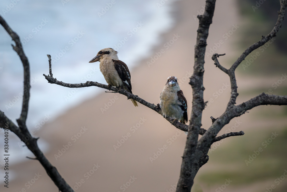 Kookaburras at sunset, Byron Bay Australia