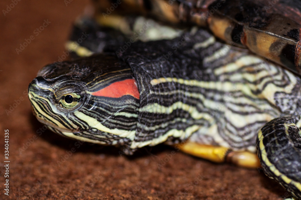 Trachemys scripta head and face of a turtle - Pseudemys scripta elegans Trachemys scripta head and face of a turtle - Pseudemys scripta elegans