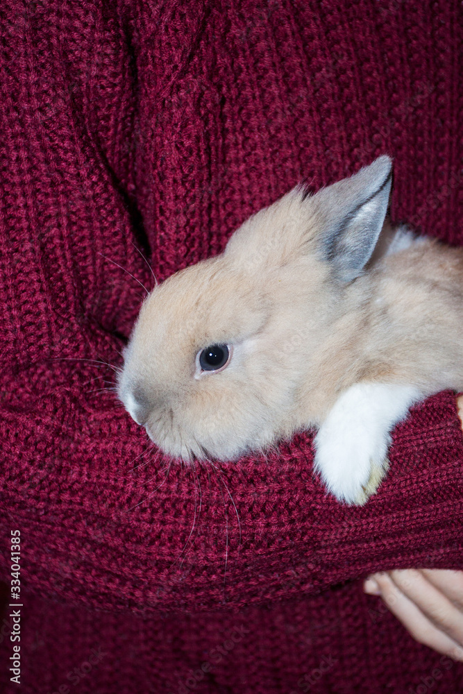 Small dutch decorative rabbit in the arms of a caring person. Small dutch decorative rabbit in the arms of a caring person.