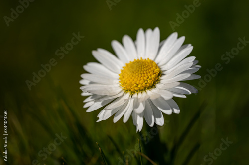 English lawn daisy in the grass