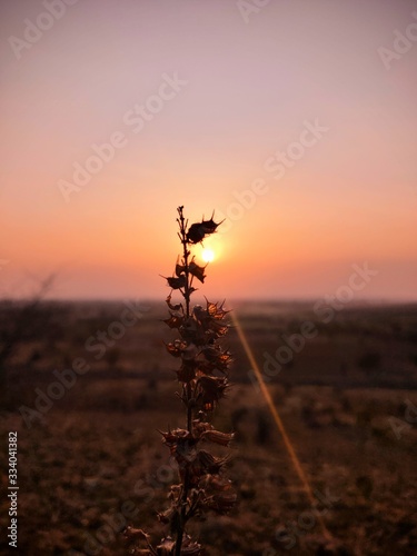 silhouette of man on a field at sunset