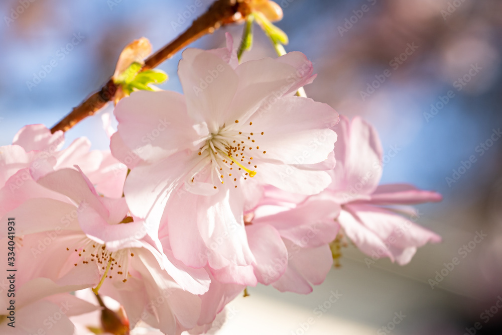 Pink spring flowering tree plum cherry