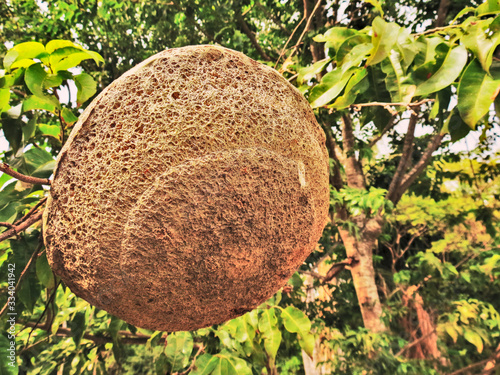 castanha sapucaia photo