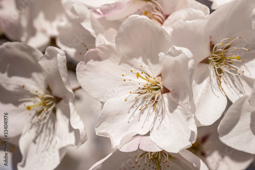 Pink spring flowering tree plum cherry