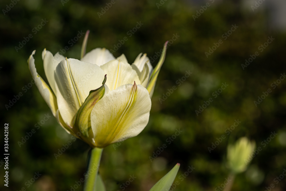 Fototapeta premium White spring tulip