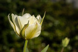 White spring tulip