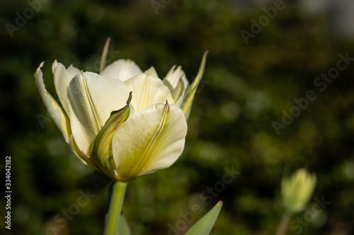 White spring tulip