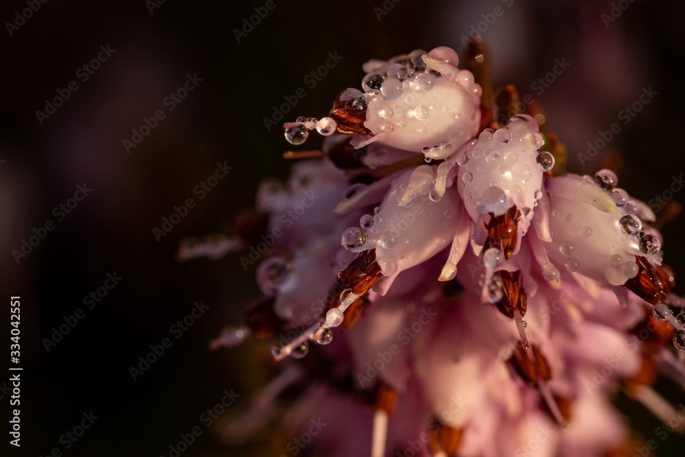 Spring blooming pink heather with dew macro