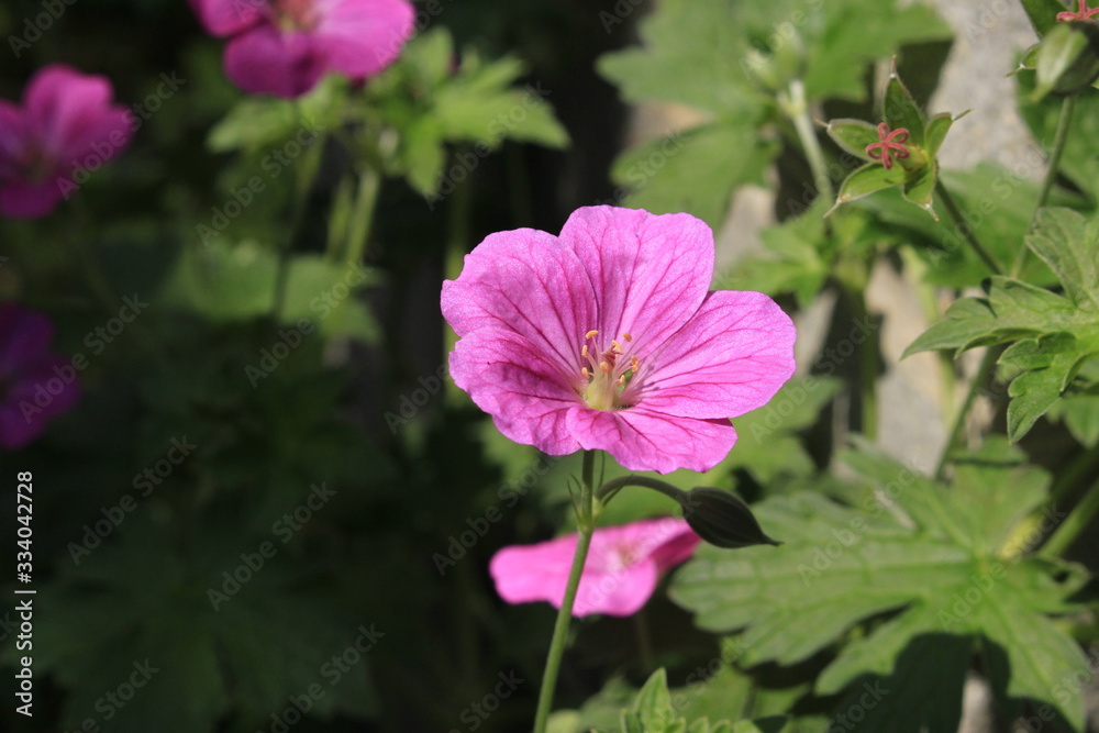 Hybrid Geranium × Riversleaianum 'Russell Prichard' flower in St. Gallen, Switzerland. It is a hybrid of Geranium Endressii and Geranium Traversii. Hybrid Geranium × Riversleaianum 'Russell Prichard' flower in St. Gallen, Switzerland. It is a hybrid of Geranium Endressii and Geranium Traversii.