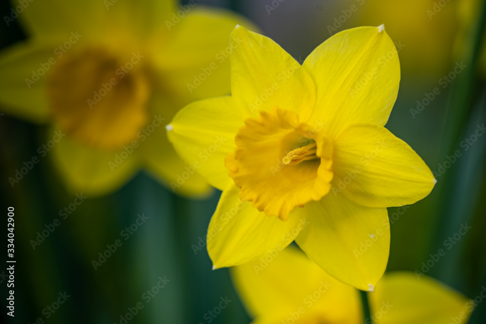 Spring blooming narcissus daffodil Spring blooming narcissus daffodil