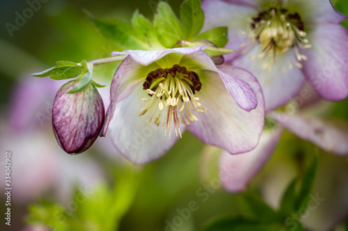 White and pink hellebore winter bloom