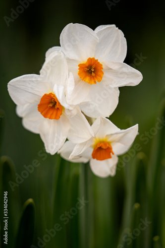 Spring blooming narcissus daffodil 
