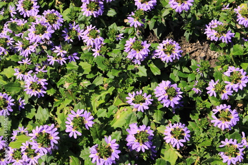Hybrid blue  Fairy Fan Flower   or Common Fan Flower  in St. Gallen  Switzerland. Its Latin name is Scaevola Aemula Blue Wonder.