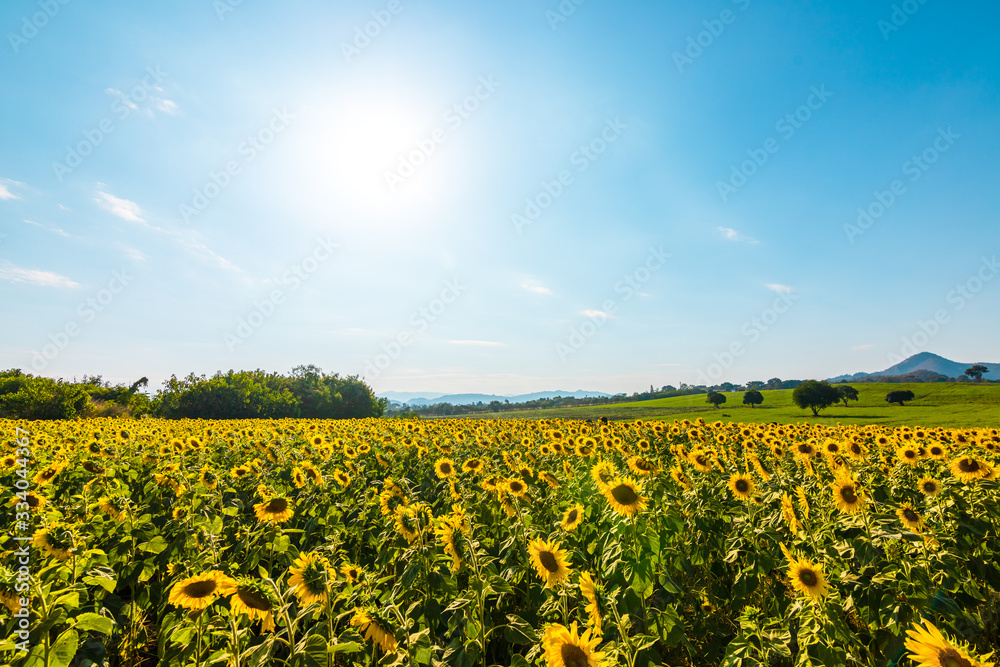 field of sunflower and mountain back under beautiful blue sky.