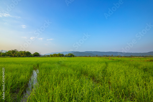 Agriculture green rice field under blue sky and mountain back at contryside. farm  growth and agriculture concept.