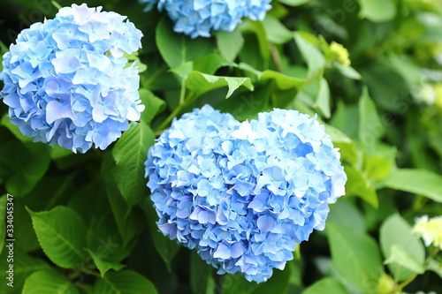 恋し野里_あじさい