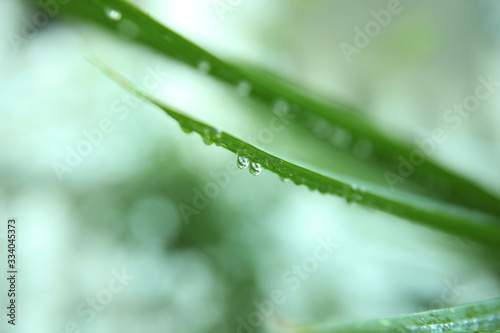 Fresh blurred background of air with raindrops on a green leaf