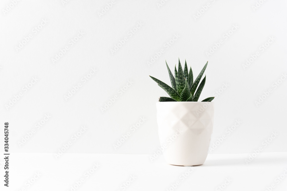 Green succulent houseplant in a white vase on the right side of a white table with copy space Green succulent houseplant in a white vase on the right side of a white table with copy space