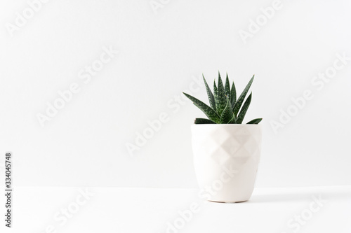 Green succulent houseplant in a white vase on the right side of  a white table with copy space