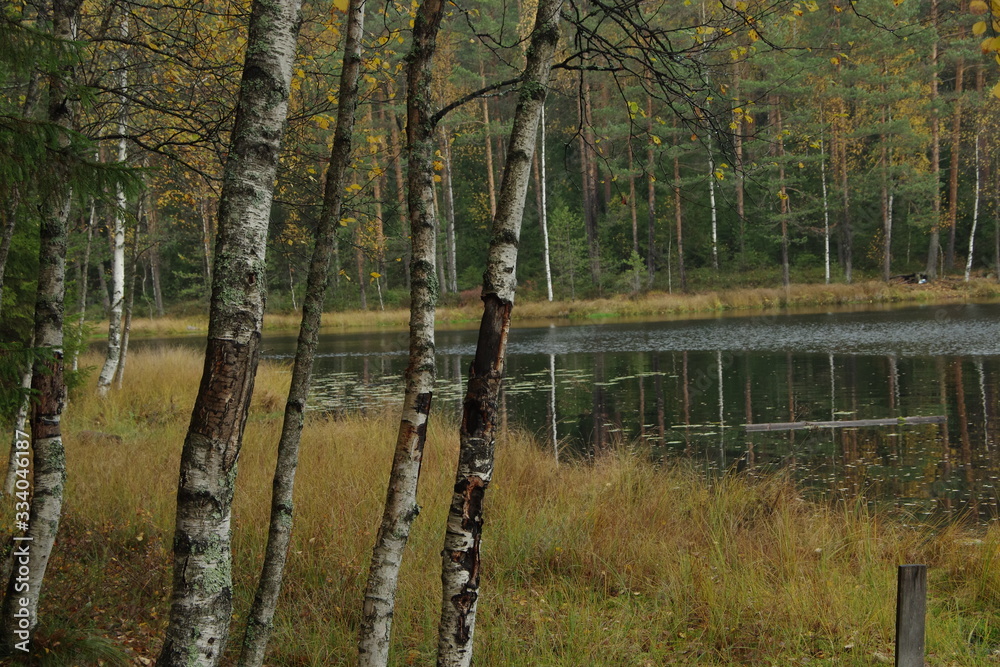 Obraz premium autumn