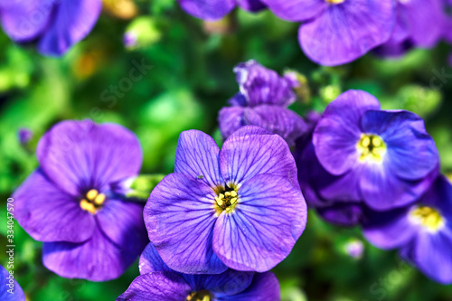 Beautiful  blooming purple flowers.