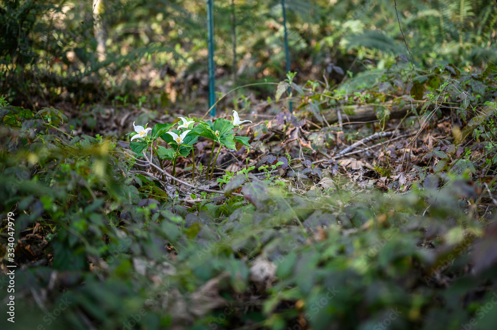 Group of trilliums growing in the wild among blackberry vines Group of trilliums growing in the wild among blackberry vines