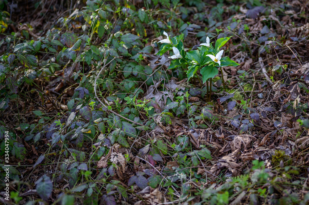 Group of trilliums growing in the wild among blackberry vines Group of trilliums growing in the wild among blackberry vines