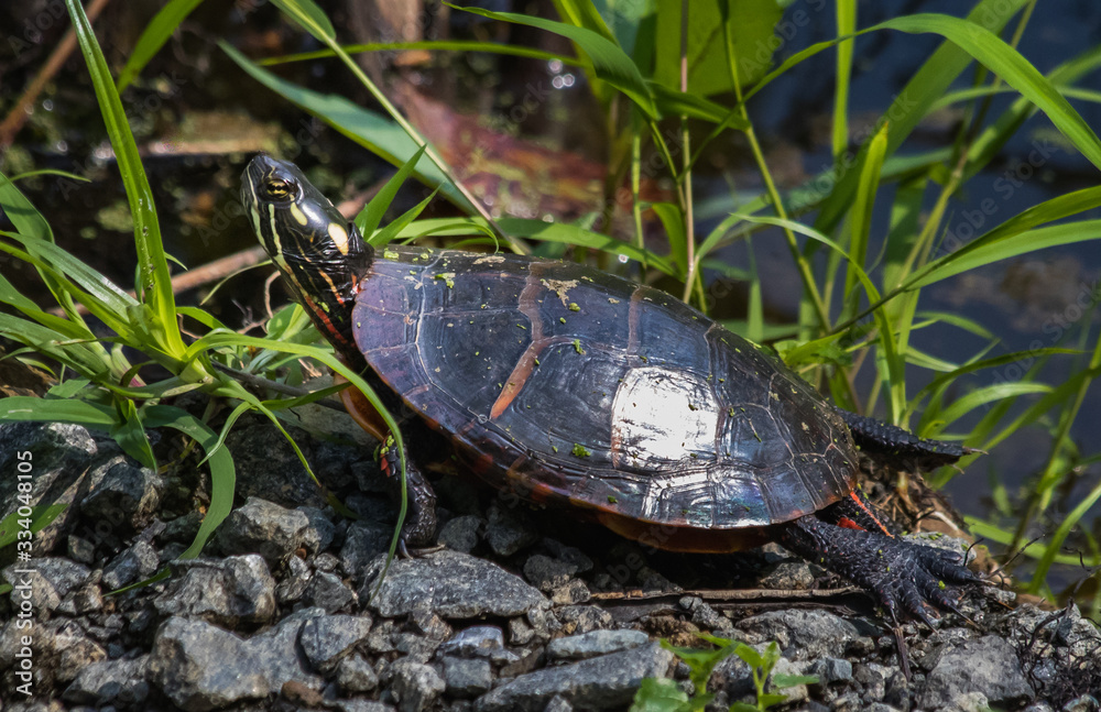 Obraz premium An eastern painted turtle walks along the shore of a pond