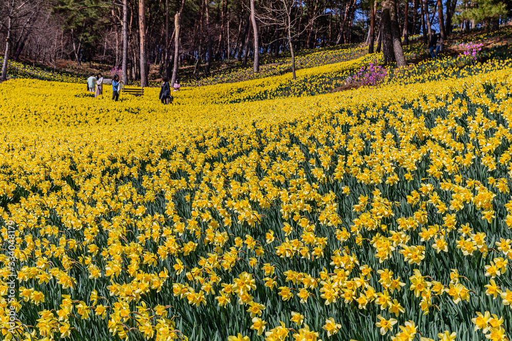 Obraz premium Traditional house full of daffodils in old-fashioned countryside