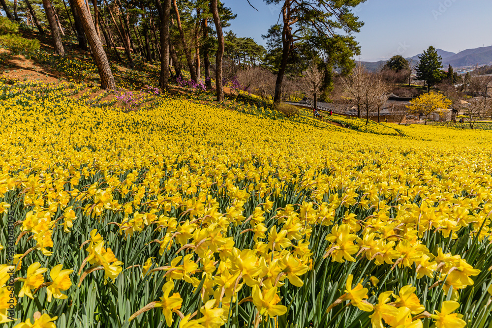 Obraz premium Traditional house full of daffodils in old-fashioned countryside