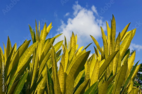 Beautiful yellow leaves bushes in the morning, with focus from the bottom, a sky background, and beautiful clear clouds, among nature in the morning, in a rural area. photo