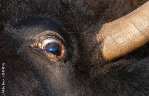 Εκτύπωση καμβά Tight shot of an American Bison's head as it opens its eye wide
